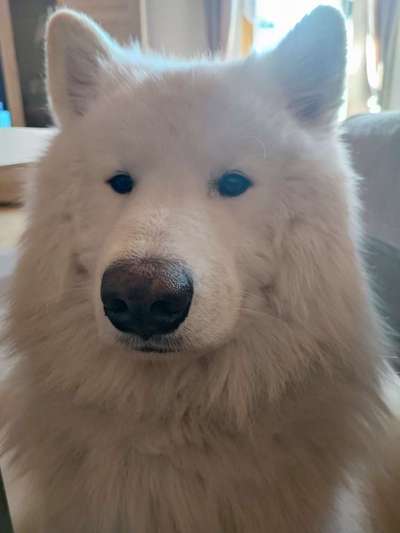 Samojede-Beitrag-Bild