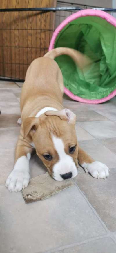 Freunde von 'Kampfhunden'-Beitrag-Bild