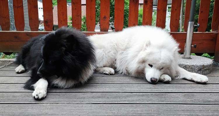 Samojede-Beitrag-Bild