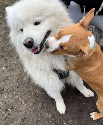 Samojede-Beitrag-Bild