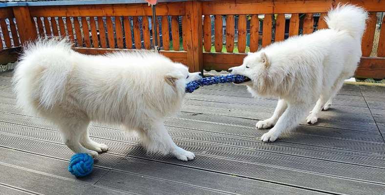 Samojede-Beitrag-Bild