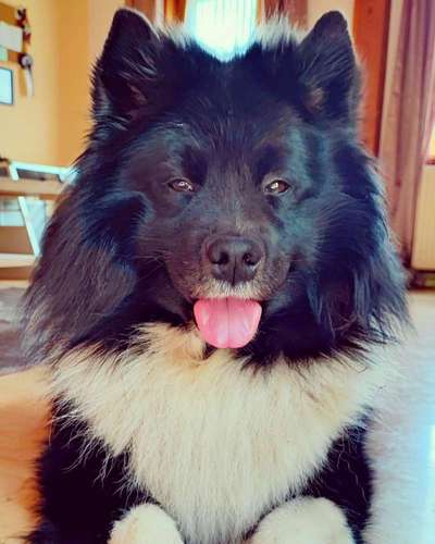 Wie heißt dein Hund?-Beitrag-Bild