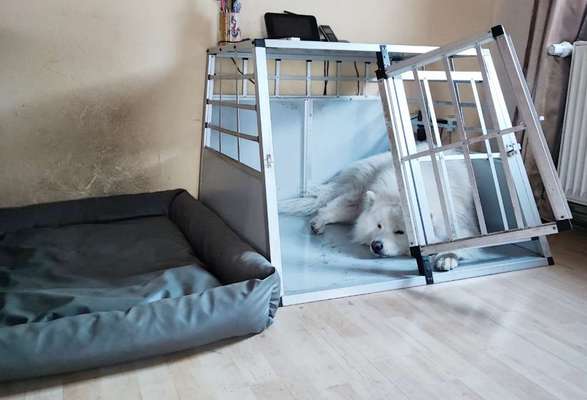 Geschlossene Hundebox immer Tierschutzwiedrig?-Beitrag-Bild