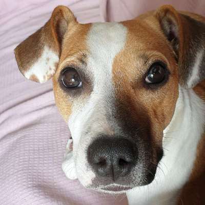 CHALLENGE NR. 19 - Der Hundeblick-Beitrag-Bild