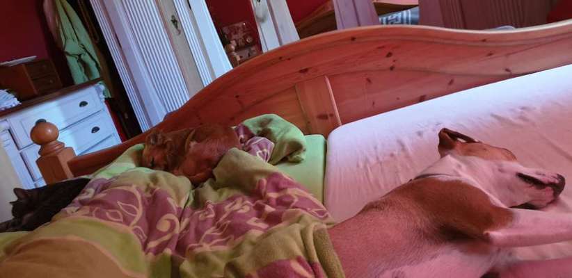 Du weißt, du hast einen Hund wenn...-Beitrag-Bild