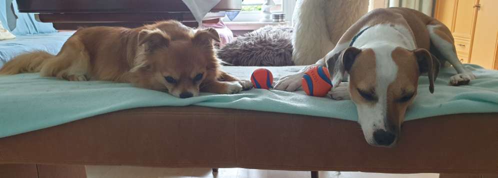 Die Dogorama Monats Challenge "Es grünt und blüht"-Beitrag-Bild