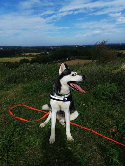 Hundetreffen-Suche für meine Husky Dame ein Spielgefährten und zum Gasi gehen.-Bild