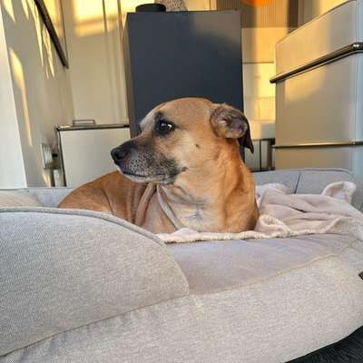 Hundetreffen-Berlin, aufgepasst 😅 – Chico sucht seine „Gang“ 🐾🤍-Bild