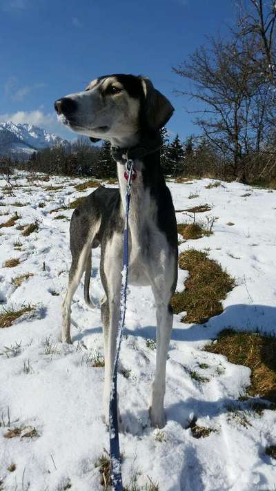 Windhunde - Treffen der besonderen Schönheiten
HERZLICH WILLKOMMEN-Beitrag-Bild