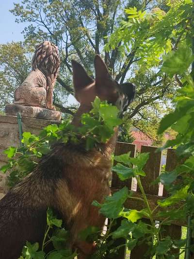 12. Farben Foto Challenge --- Braun-Beitrag-Bild