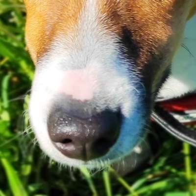 42. Handy Fotochallenge - Den richtigen Riecher haben-Beitrag-Bild