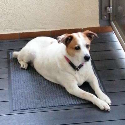 Wie "jung" haben sich eure Hunde gehalten ?-Beitrag-Bild