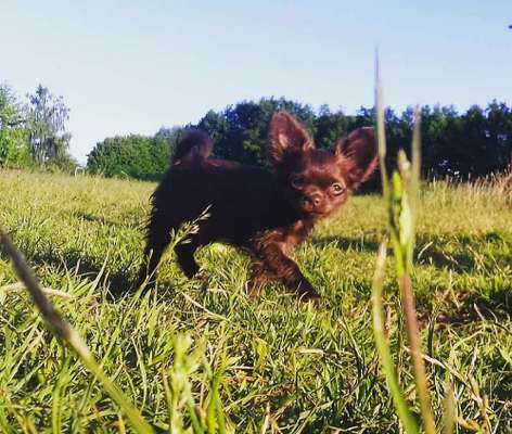 Welpen Bilder !-Beitrag-Bild