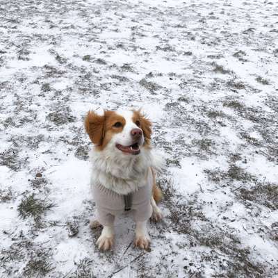 Hundetreffen-Spielrunde-Bild