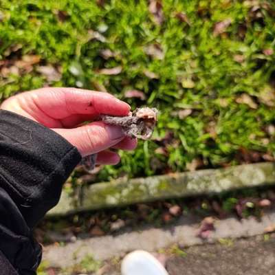 Giftköder-Vorsicht Giftköder!!!-Bild