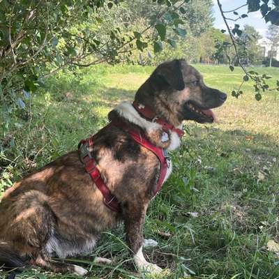Herdenschutzhunde-Beitrag-Bild