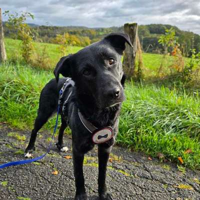 Hundetreffen-Gassi Treffen evtl. etwas Training-Bild