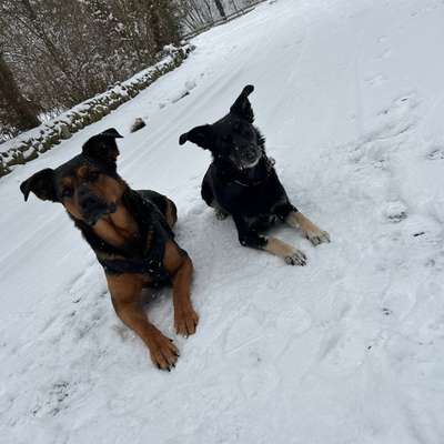 Hundetreffen-Gemeinsamer Spaziergang-Bild