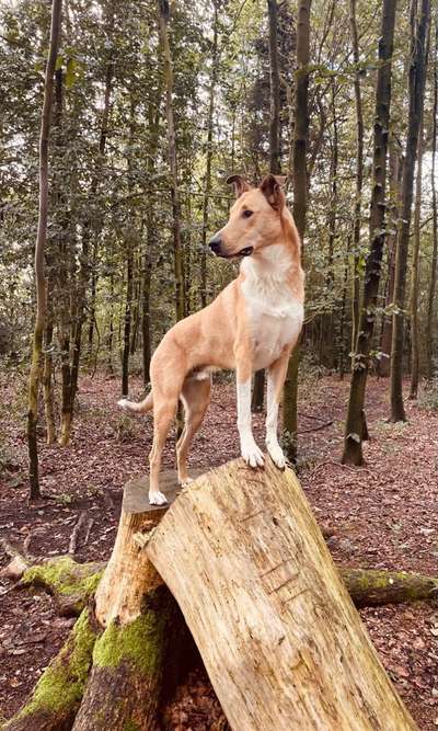 Seltene Rassen!-Beitrag-Bild