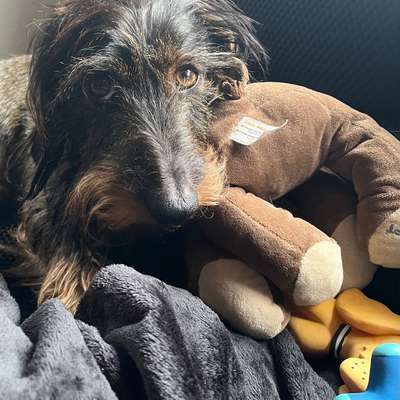 aktuelles Foto Gruppe Dackel