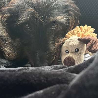 aktuelles Foto Gruppe Dackel