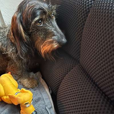 aktuelles Foto Gruppe Dackel