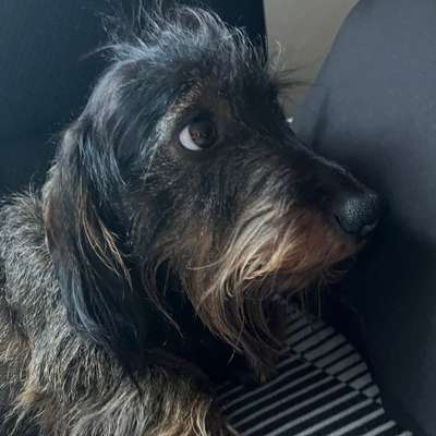 aktuelles Foto Gruppe Dackel