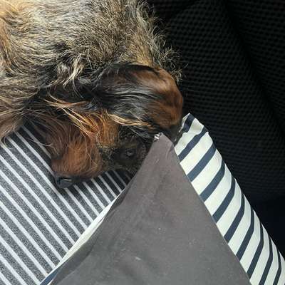 aktuelles Foto Gruppe Dackel