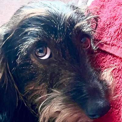 aktuelles Foto Gruppe Dackel