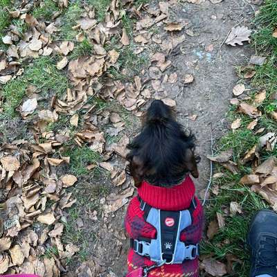 aktuelles Foto Gruppe Dackel