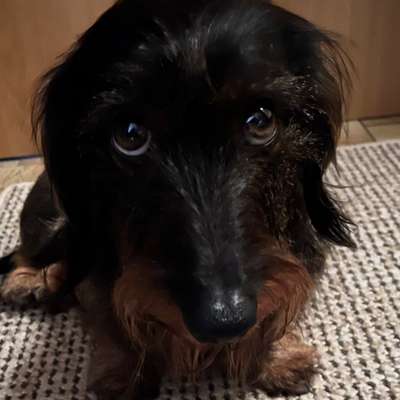 aktuelles Foto Gruppe Dackel