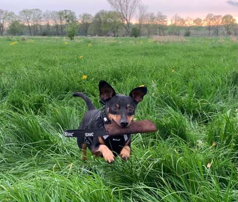 Die Dogorama Monats Challenge "Es grünt und blüht"-Beitrag-Bild