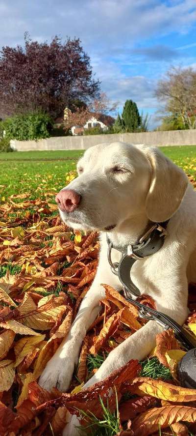 Hundetreffen-Gassirunde-Bild