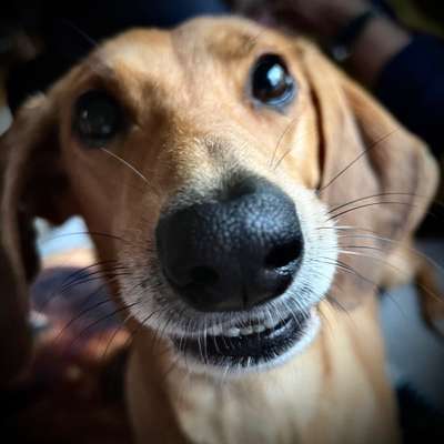 42. Handy Fotochallenge - Den richtigen Riecher haben-Beitrag-Bild