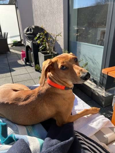 Auslandstierschutz-Beitrag-Bild