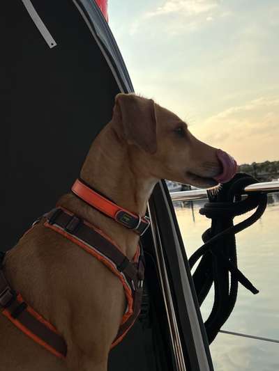 Tongue Out Tuesday-Beitrag-Bild