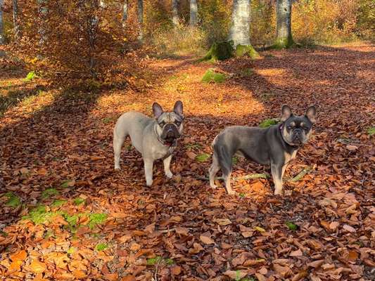 Hundetreffen-Spiel und Spass-Bild