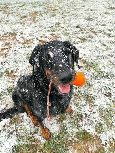 Die Dogorama Kalender Challenge Teil 2/4-Beitrag-Bild