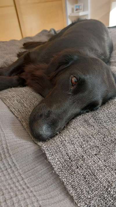 Hunderunde-Beitrag-Bild