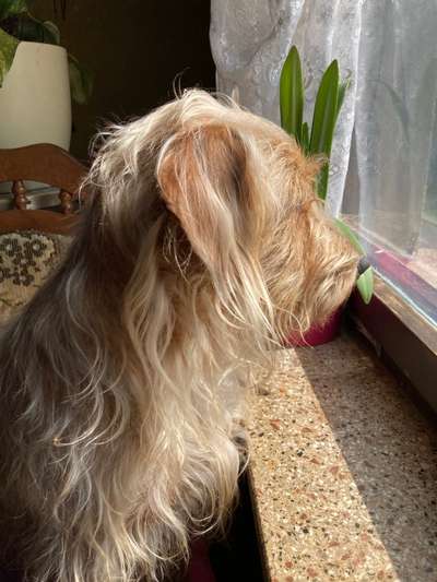 Was machen eure Hunde, wenn sie nicht schlafen?-Beitrag-Bild