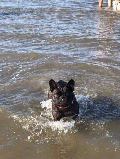 Dogorama-Monats-Challenge-Mai "Wasser"-Beitrag-Bild