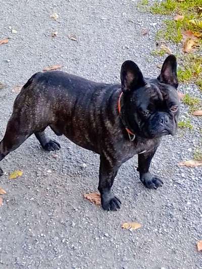 Französische Bulldoggen-Beitrag-Bild