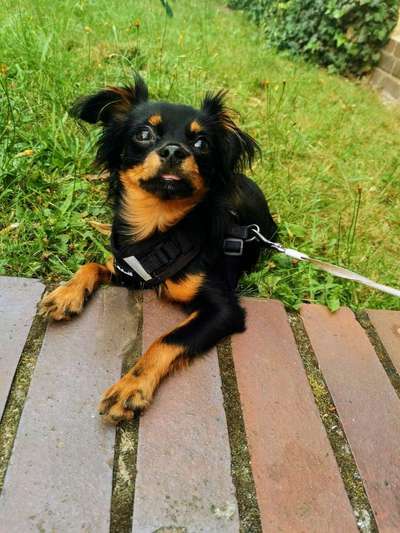 Mischlingshunde Foto Aufruf-Beitrag-Bild