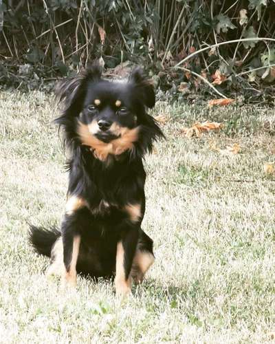 Kleine Hunde ganz Groß-Beitrag-Bild