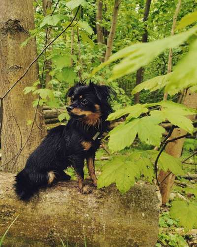Die wunderschöne Welt mit Hund.-Beitrag-Bild