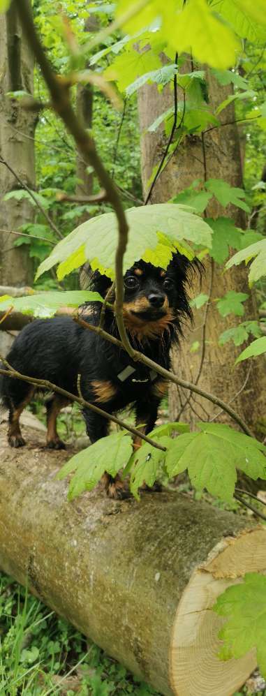 Dogorama Photo Challenge - Märchenwald-Beitrag-Bild