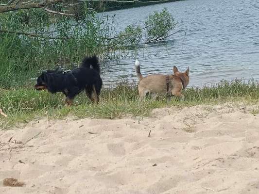 3. Fotochallenge Collagen - Hundefreunde-Beitrag-Bild