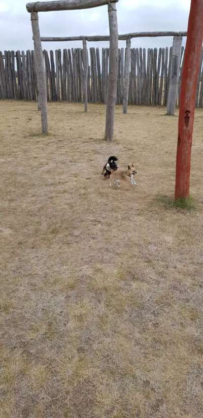 3. Fotochallenge Collagen - Hundefreunde-Beitrag-Bild