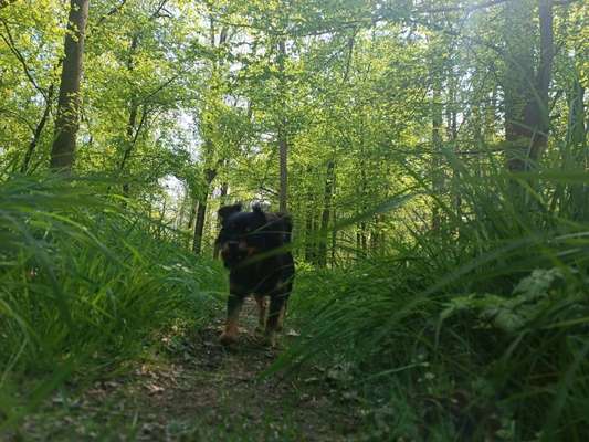 Die wunderschöne Welt mit Hund.-Beitrag-Bild