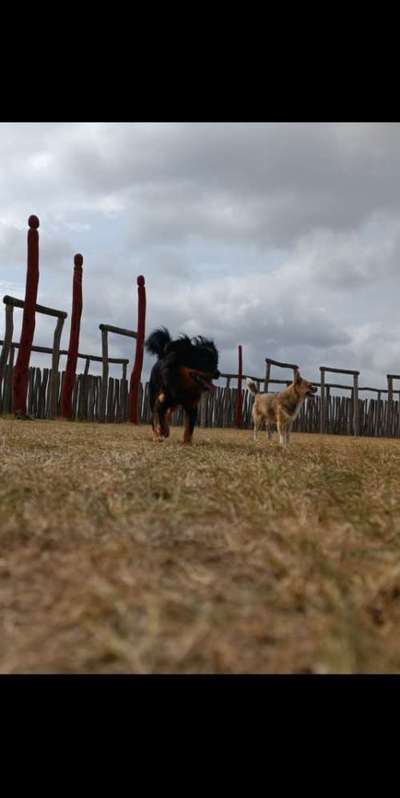 3. Fotochallenge Collagen - Hundefreunde-Beitrag-Bild